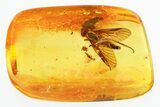 Detailed Fossil Predatory Snipe Fly and Wasp In Baltic Amber #296949-1